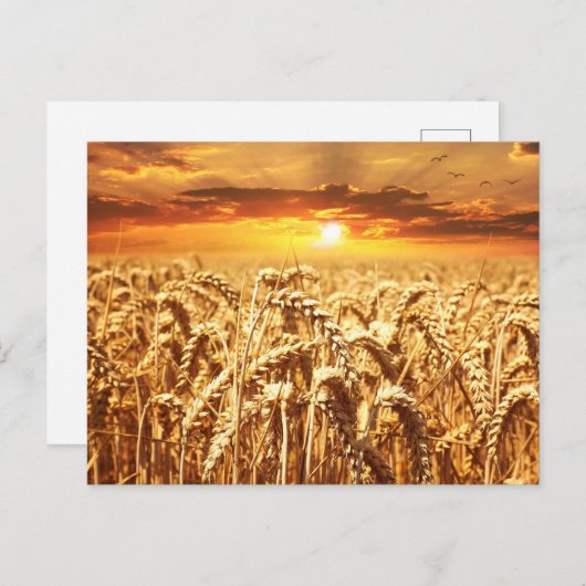 Carte Postale Coucher de soleil et champ de blé (Devant / Derrière)