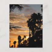 Carte postale Coucher de soleil Palm Tree de Los A (Devant)