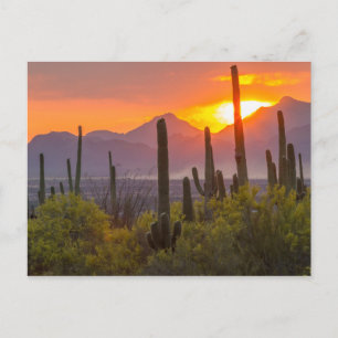 Carte Postale Coucher de soleil sur cactus du désert, Arizona