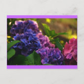 Carte Postale Coucher de soleil sur Hydrangeas (Devant)