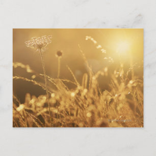 Carte Postale Coucher de soleil sur la prairie d'été avec la lum