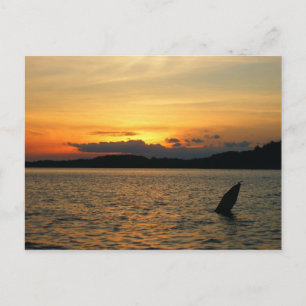 Carte Postale Coucher de soleil sur le lac