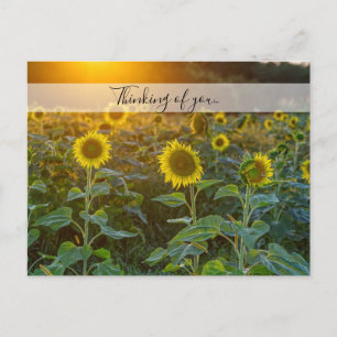 Carte Postale Coucher De Soleil Sur Le Terrain De Tournesol Pens