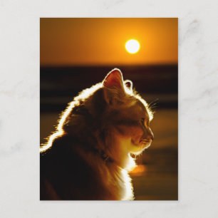 Carte Postale Coucher de soleil sur les chats