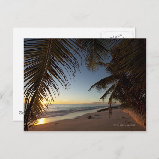 Carte Postale Coucher de soleil sur l'océan Indien à travers pal (Devant / Derrière)