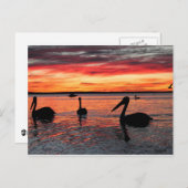 Carte Postale Coucher de soleil sur Monkey Mia (Devant / Derrière)