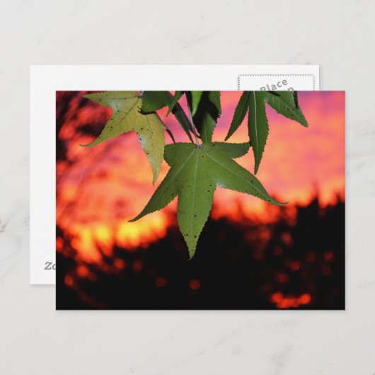 Carte Postale Coucher de soleil verdoyant (Devant / Derrière)