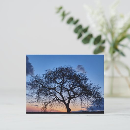 Carte Postale Coucher du soleil (Debout devant)