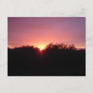 Carte Postale Coucher du soleil de marais au-dessus des arbres