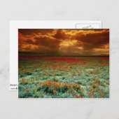 Carte Postale Coucher du soleil du désert sur un champ de pavots (Devant / Derrière)