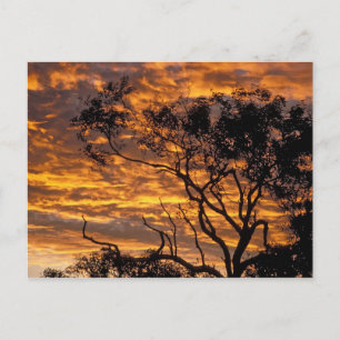 Carte Postale coucher du soleil, Parc national d'Uluru-Kata Tjut