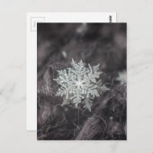 Carte Postale Couches de flocon de neige - Macro (Devant / Derrière)