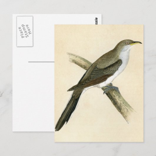 Carte Postale Coucou à bec jaune (Devant / Derrière)