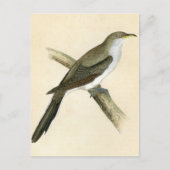 Carte Postale Coucou à bec jaune (Devant)