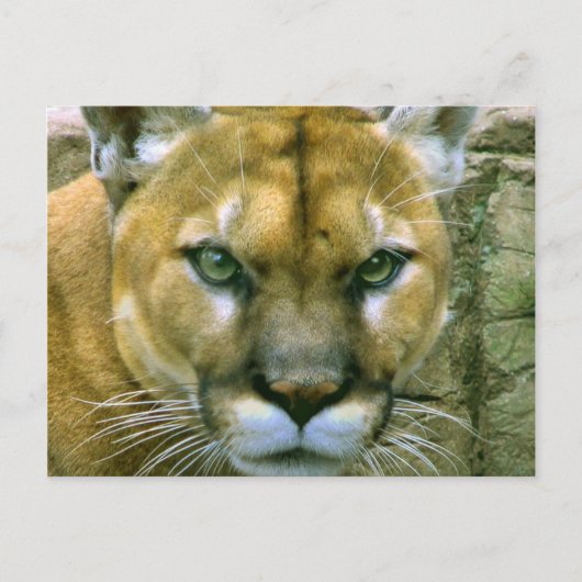 Carte Postale Cougar (Devant)