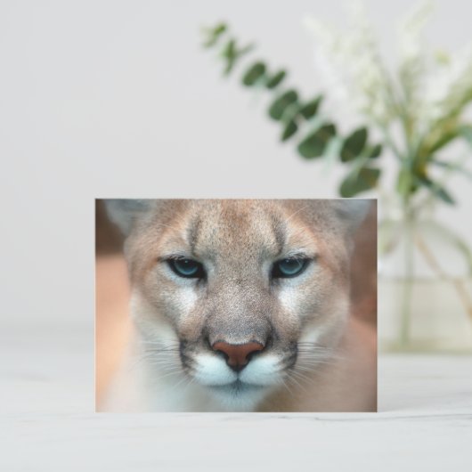 Carte Postale Cougar (Debout devant)