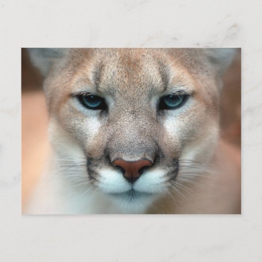 Carte Postale Cougar (Devant)