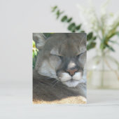 Carte Postale Cougar (Debout devant)