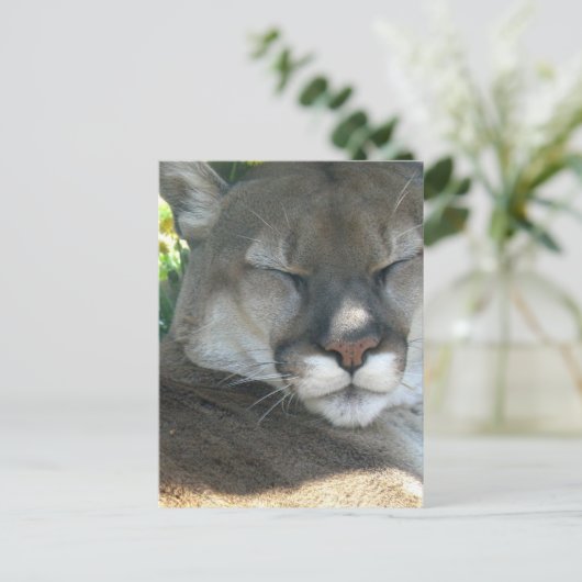 Carte Postale Cougar (Debout devant)