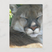 Carte Postale Cougar (Devant)