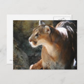 Carte Postale Cougar (Devant / Derrière)