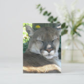 Carte postale Cougar (Debout devant)