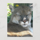 Carte postale Cougar (Devant)