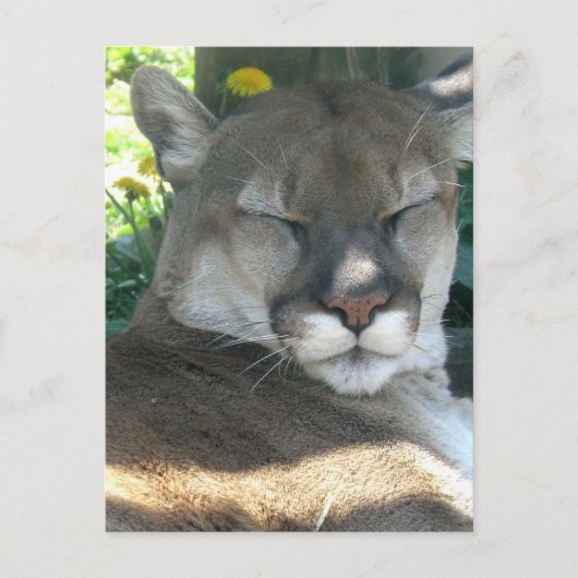 Carte postale Cougar (Devant)