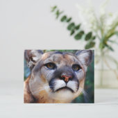 Carte Postale Cougar (Debout devant)