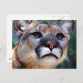 Carte Postale Cougar (Devant / Derrière)