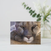 Carte Postale Cougar (Debout devant)