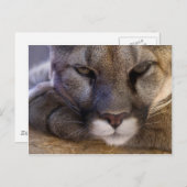 Carte Postale Cougar (Devant / Derrière)