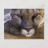 Carte Postale Cougar (Devant)
