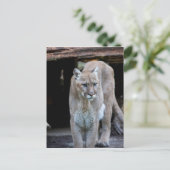 Carte Postale Cougar (Debout devant)