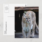 Carte Postale Cougar (Devant / Derrière)