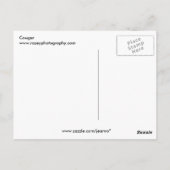 Carte Postale Cougar (Dos)