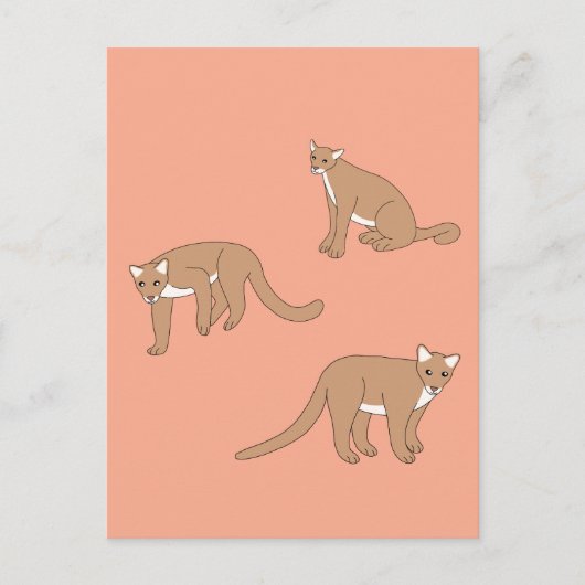 Carte Postale Cougar (Devant)