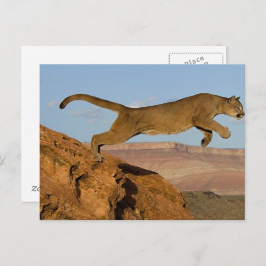 Carte Postale Cougar (Devant / Derrière)