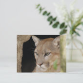 Carte Postale Cougar 013 (Debout devant)