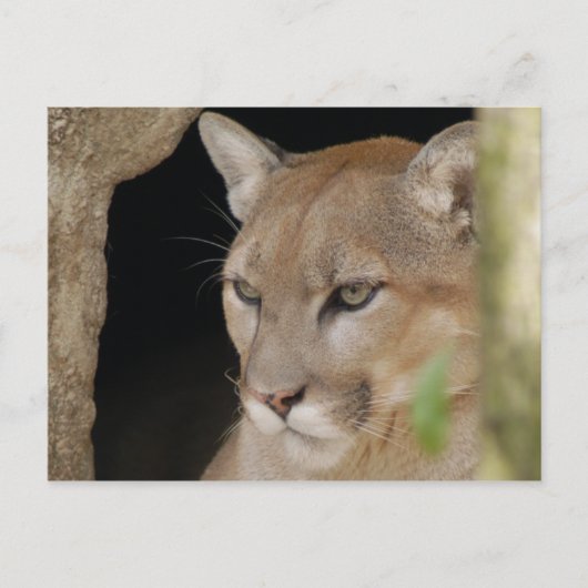 Carte Postale Cougar 013 (Devant)