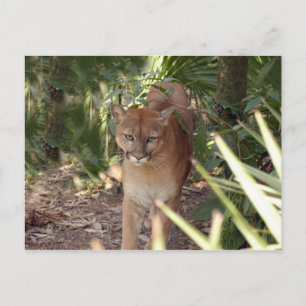 Carte Postale Cougar 020