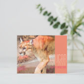 Carte Postale Cougar [Carte postale] (Debout devant)
