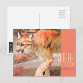 Carte Postale Cougar [Carte postale] (Devant / Derrière)