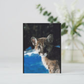 Carte Postale Cougar Cub (Debout devant)