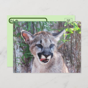 Carte postale Cougar Cub avec boîte d'identité