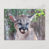 Carte postale Cougar Cub avec boîte d'identité (Devant)