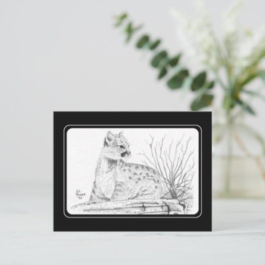 Carte postale Cougar Kitten (Debout devant)