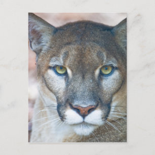 Carte Postale Cougar, lion de montagne, panthère de Floride, Pum