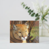 Carte postale Cougar Majestic avec boîte d'identit (Debout devant)