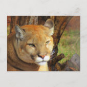 Carte postale Cougar Majestic avec boîte d'identit (Devant)